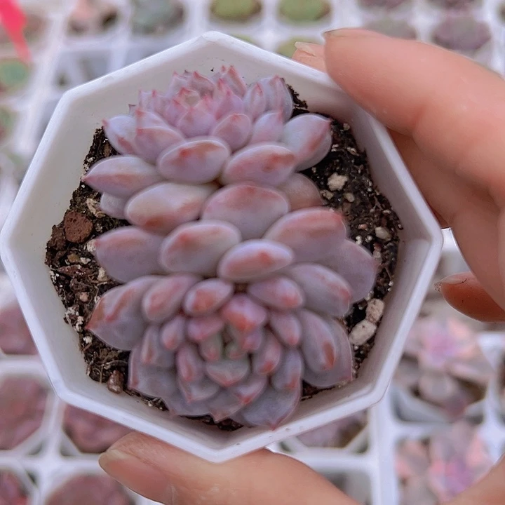 双头星星橙19包邮多肉