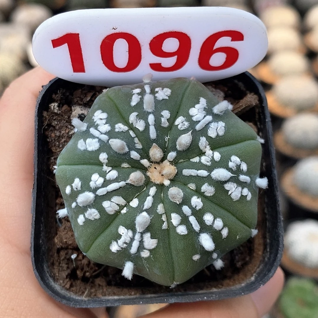1096海星美纹系列产品