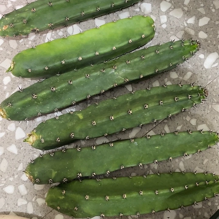 南***意6根秀蒲打包发货福利