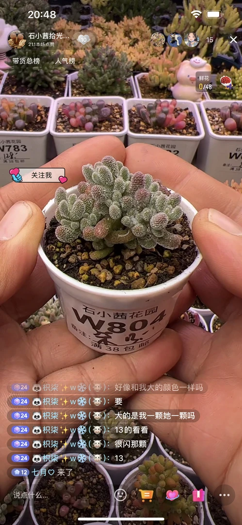 柒柒-冰晶-多肉植物枝干番杏