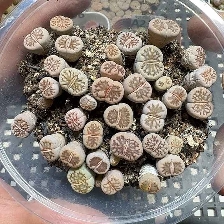 238 多肉植物多肉植物