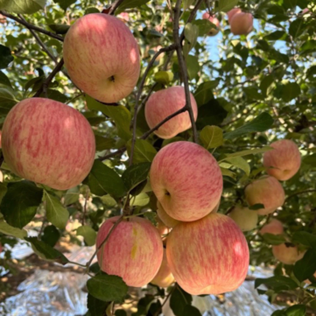 陕西红富士苹果脆甜多汁苹果新鲜水果酸甜可口