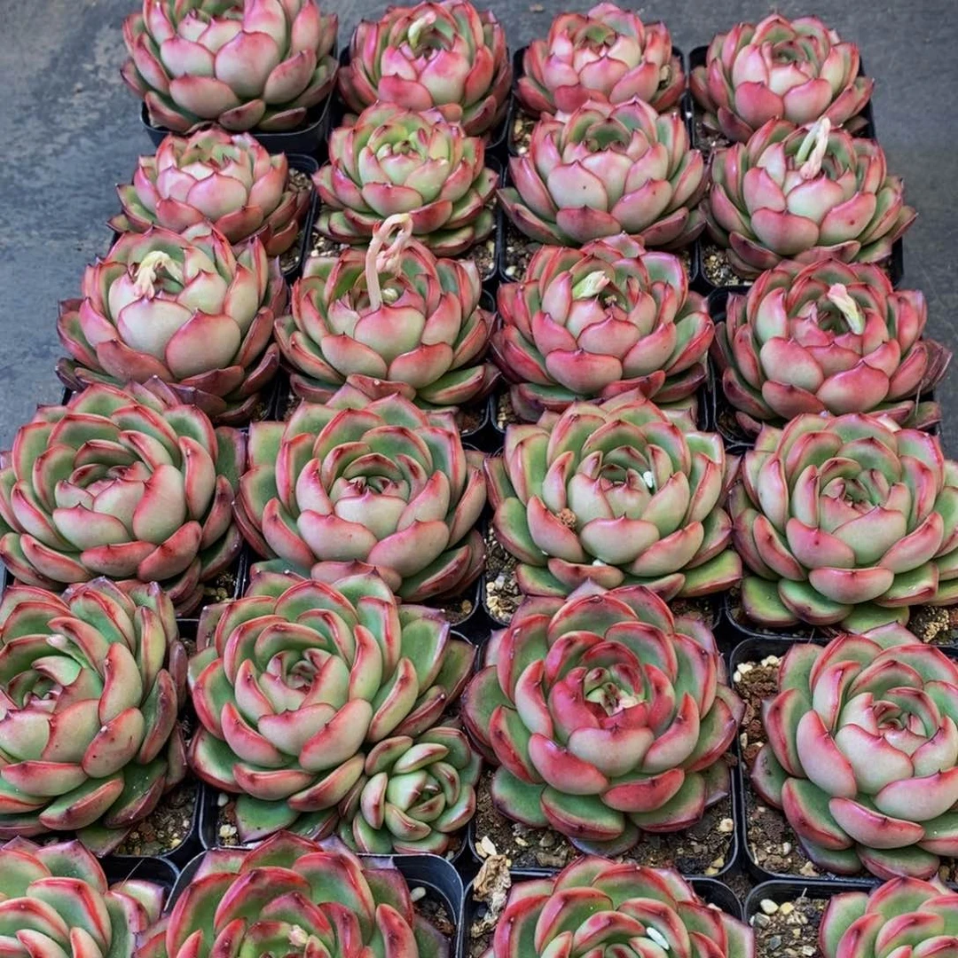 714多肉植物保护研究所所长