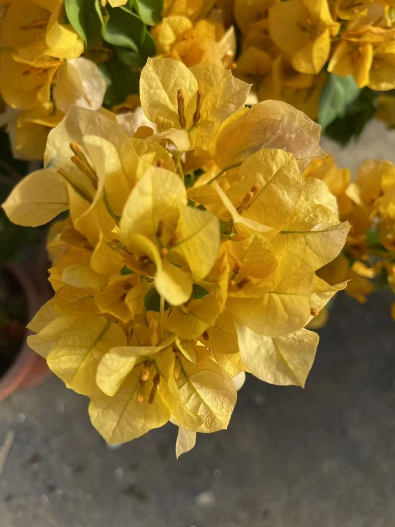 【柠檬黄】三角梅 盆栽阳台美丽土壤移栽施肥晒太阳养殖养护盆栽