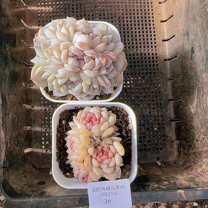 花时光精品多肉36