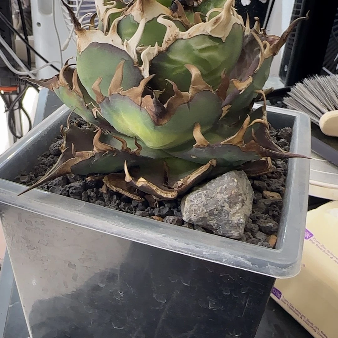 黑帝斯龙舌兰1111111111