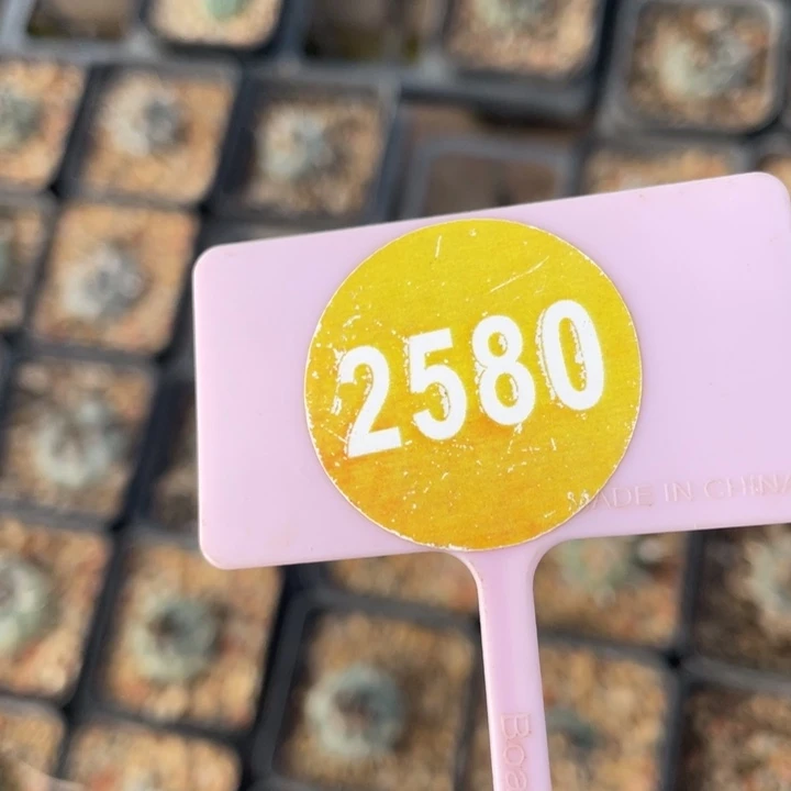 默***实生仙人球2580-000