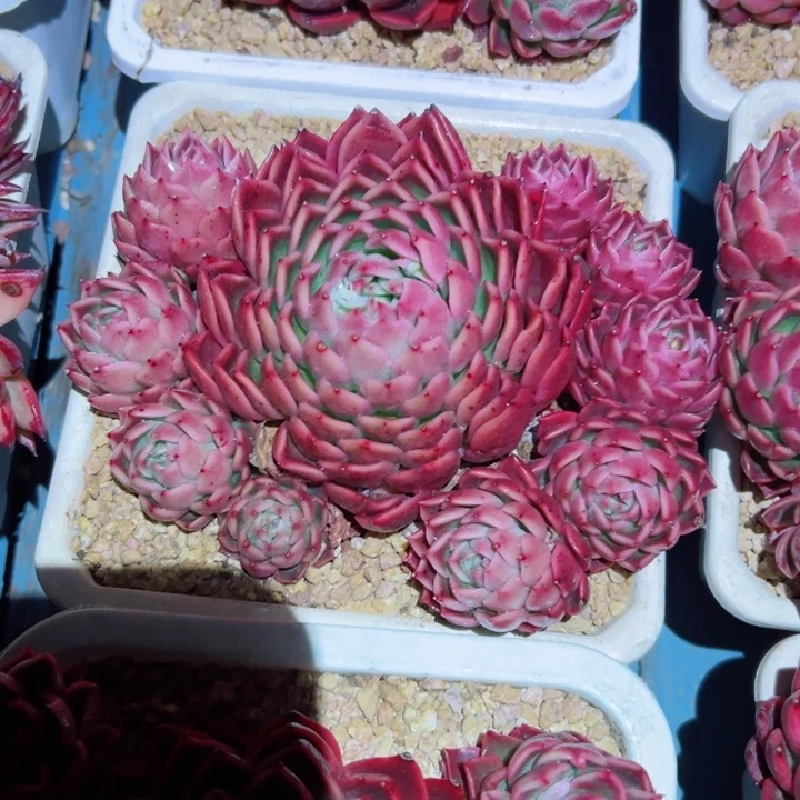 精品多肉植物老桩