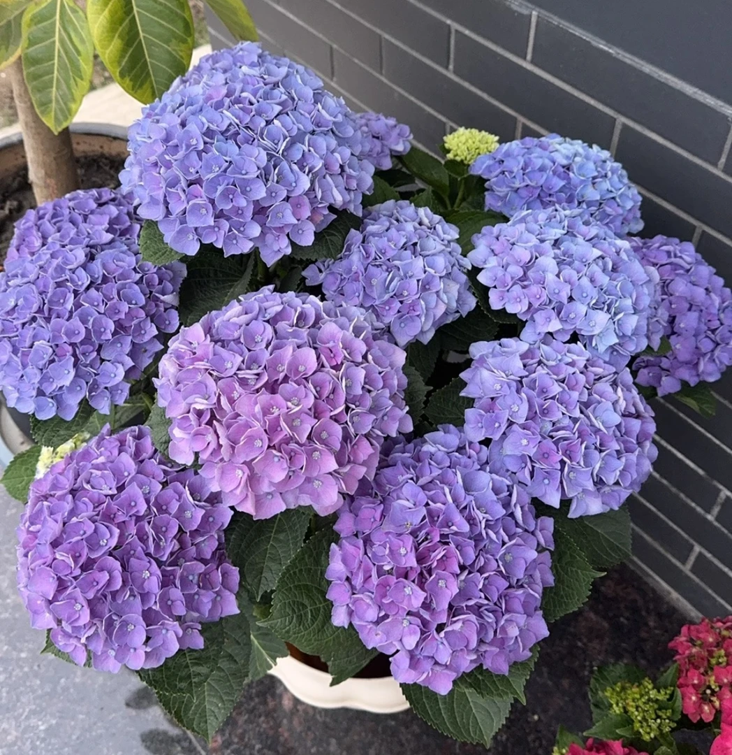 不带花巨无霸绣球老桩老苗露天养殖室内室外养盆栽地栽