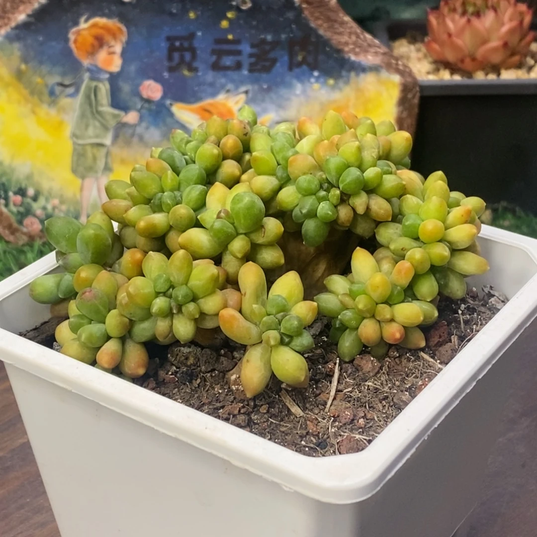 千代田之松缀12厘米