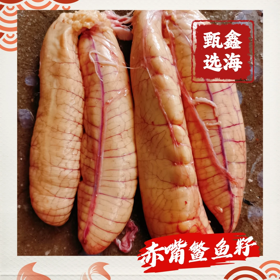 深海赤嘴鳘鱼 鱼籽