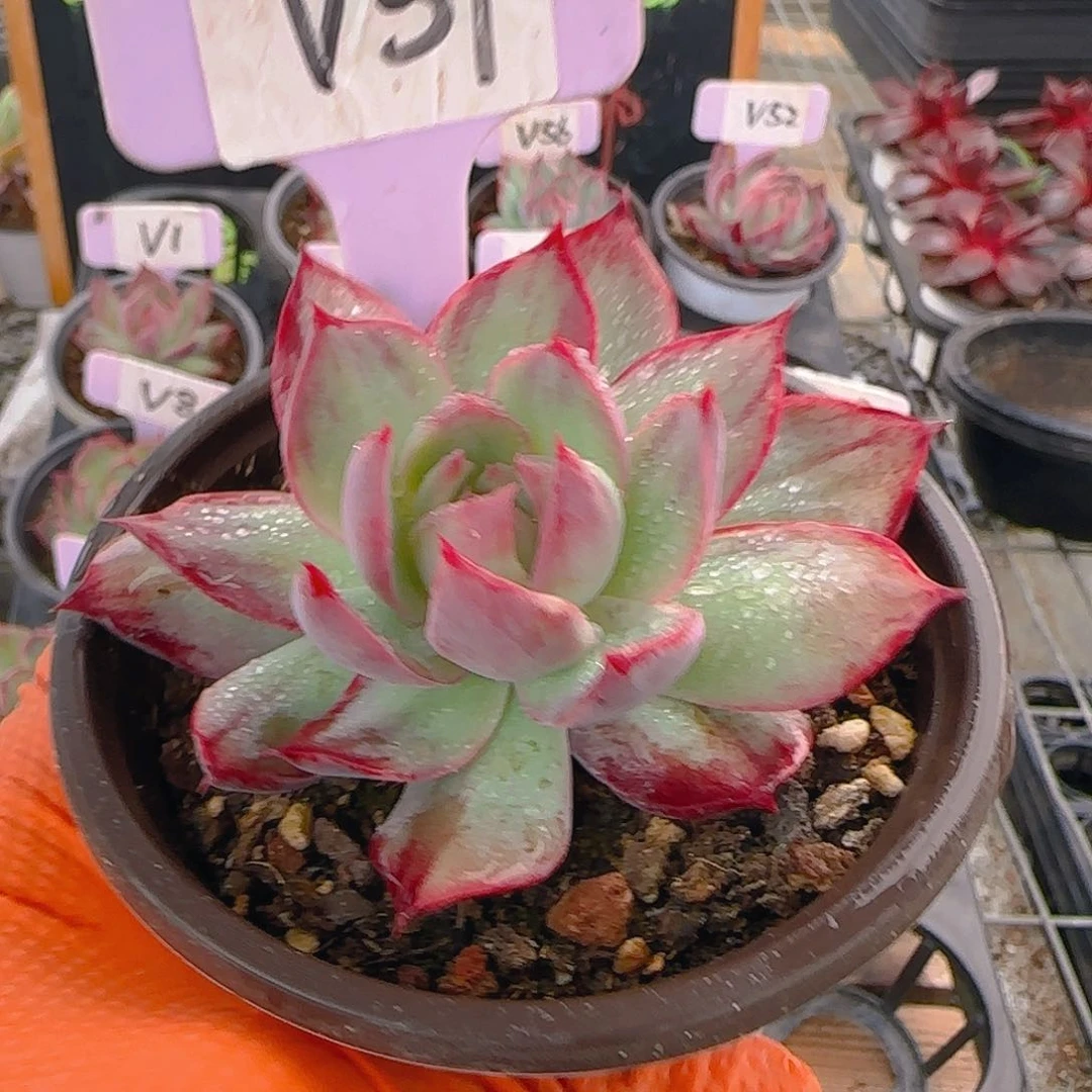 雪****弟V39 惊鸿仙子多肉