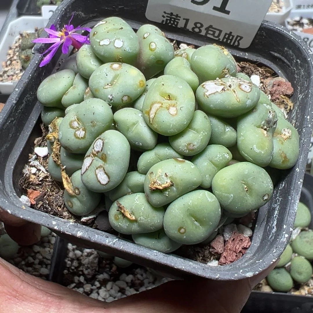 【闪购商品】 291。  瑕疵