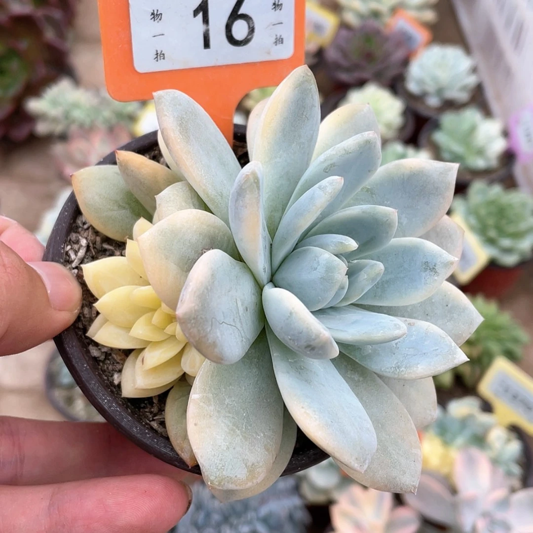 【闪购商品】无花朵16