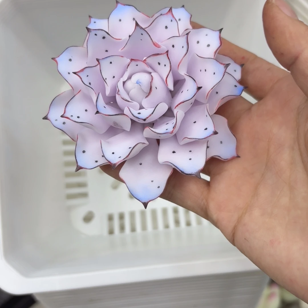 树脂337号哦哦哦哦哦哦哦