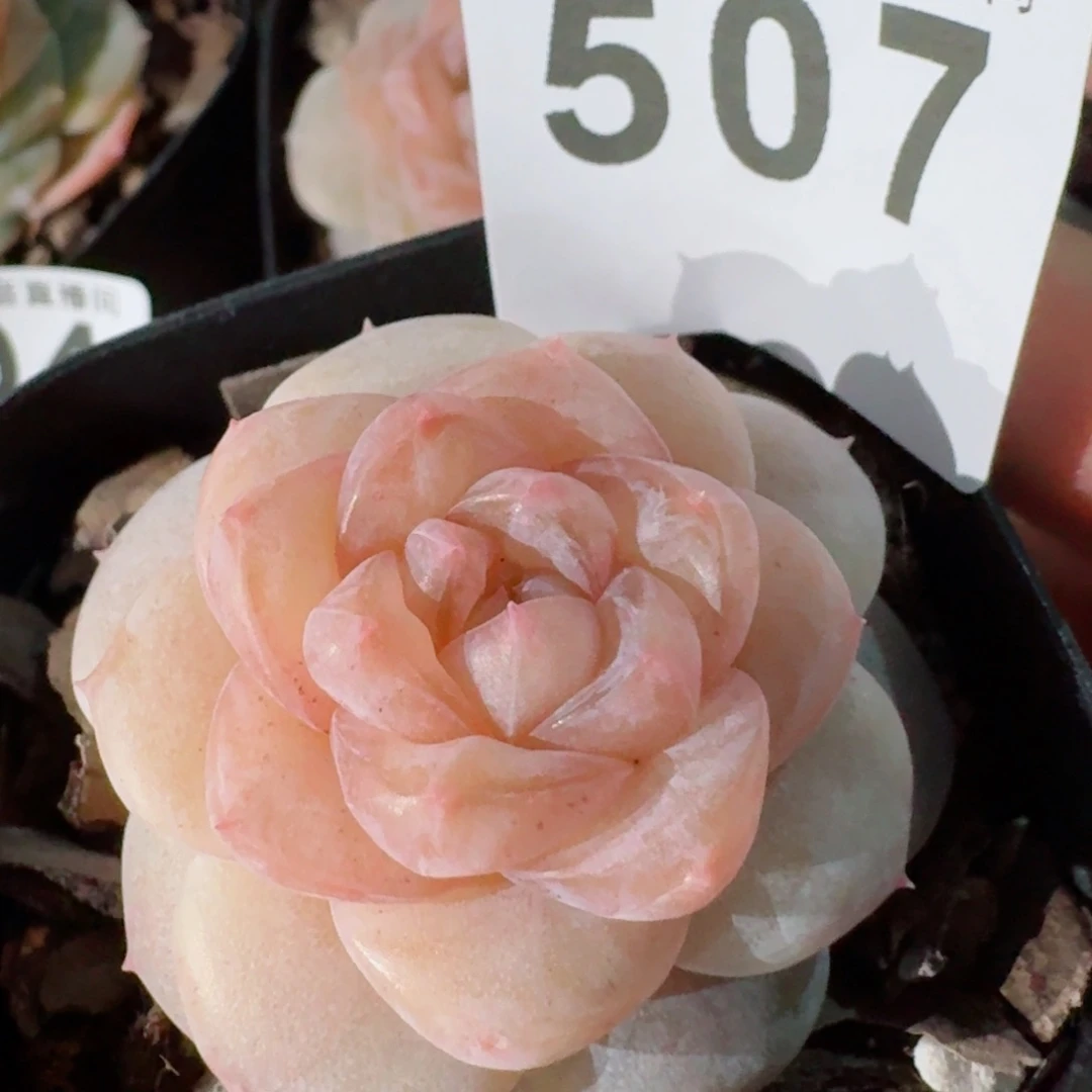 桃乐乐       多肉植物