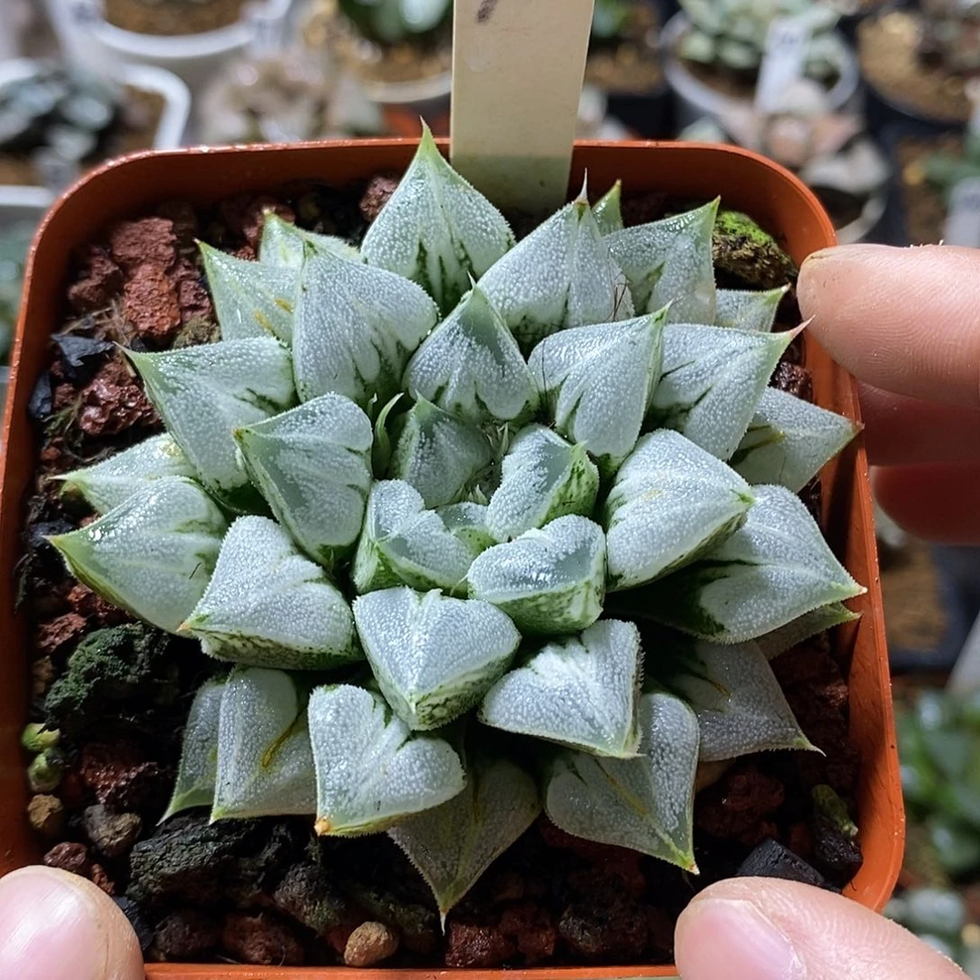 90爱心母本十二卷多肉