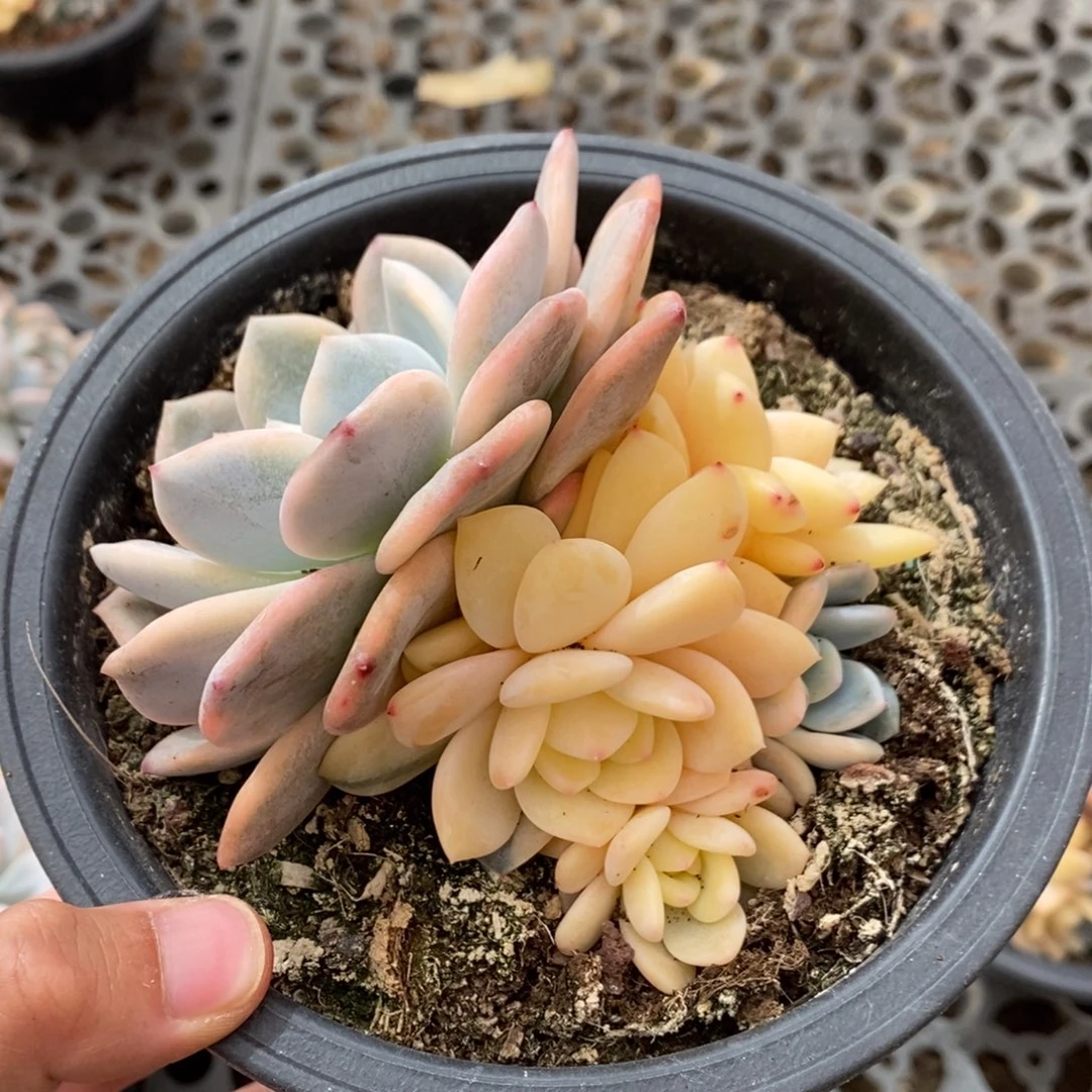 梦露锦多肉植物7198