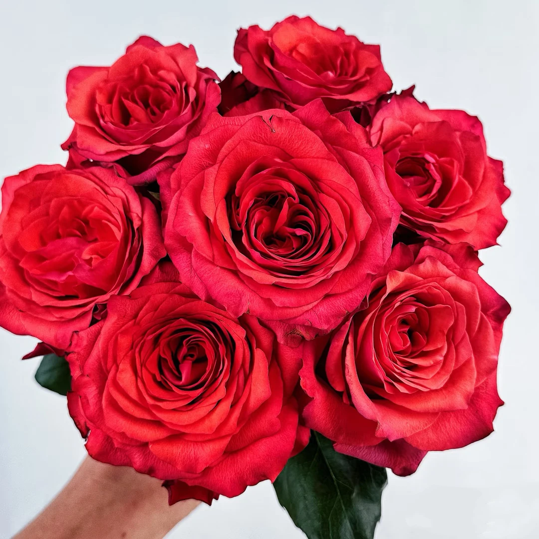 金属乐2加仑根接耐热灌木月季盆栽阳台种植开花植株