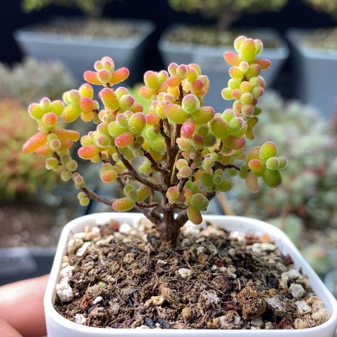 2169金桔糖球 。