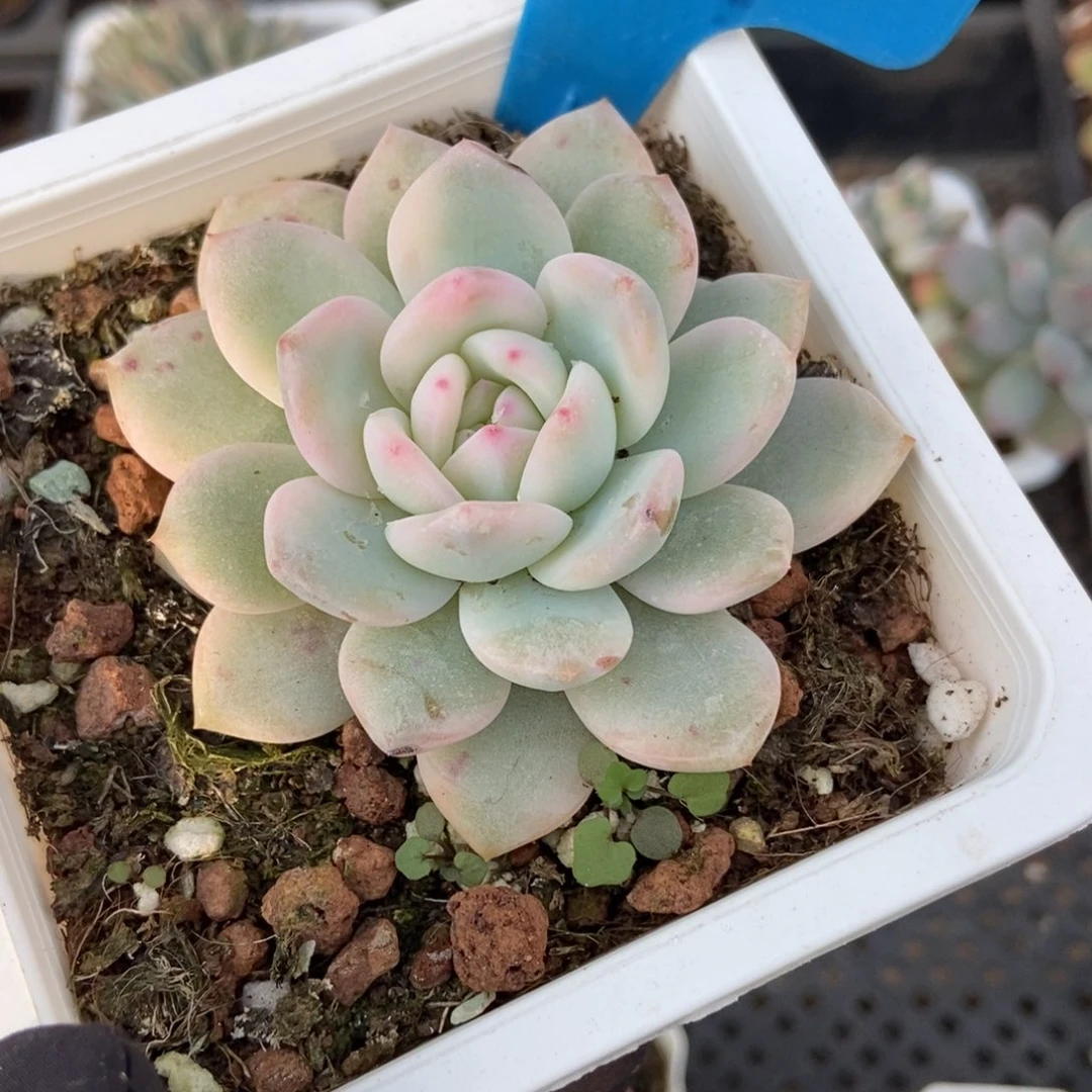 1019梦露锦多肉植物