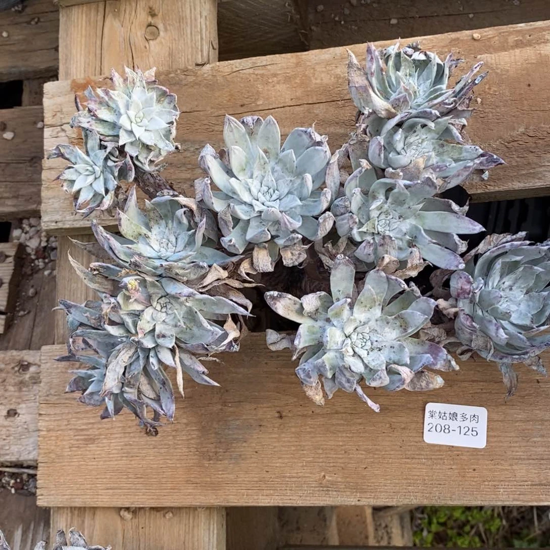 125号流丹大群瑕疵