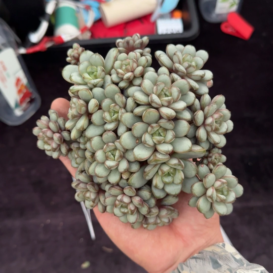 很**！15厘米的尺寸一物一拍