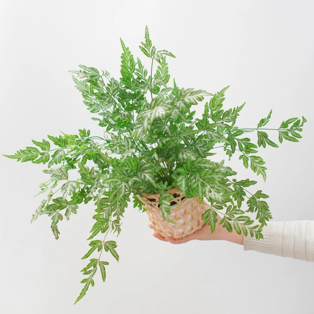 银线蕨小盆栽蕨类室内外庭院桌面观叶植物吸甲醛净化空气