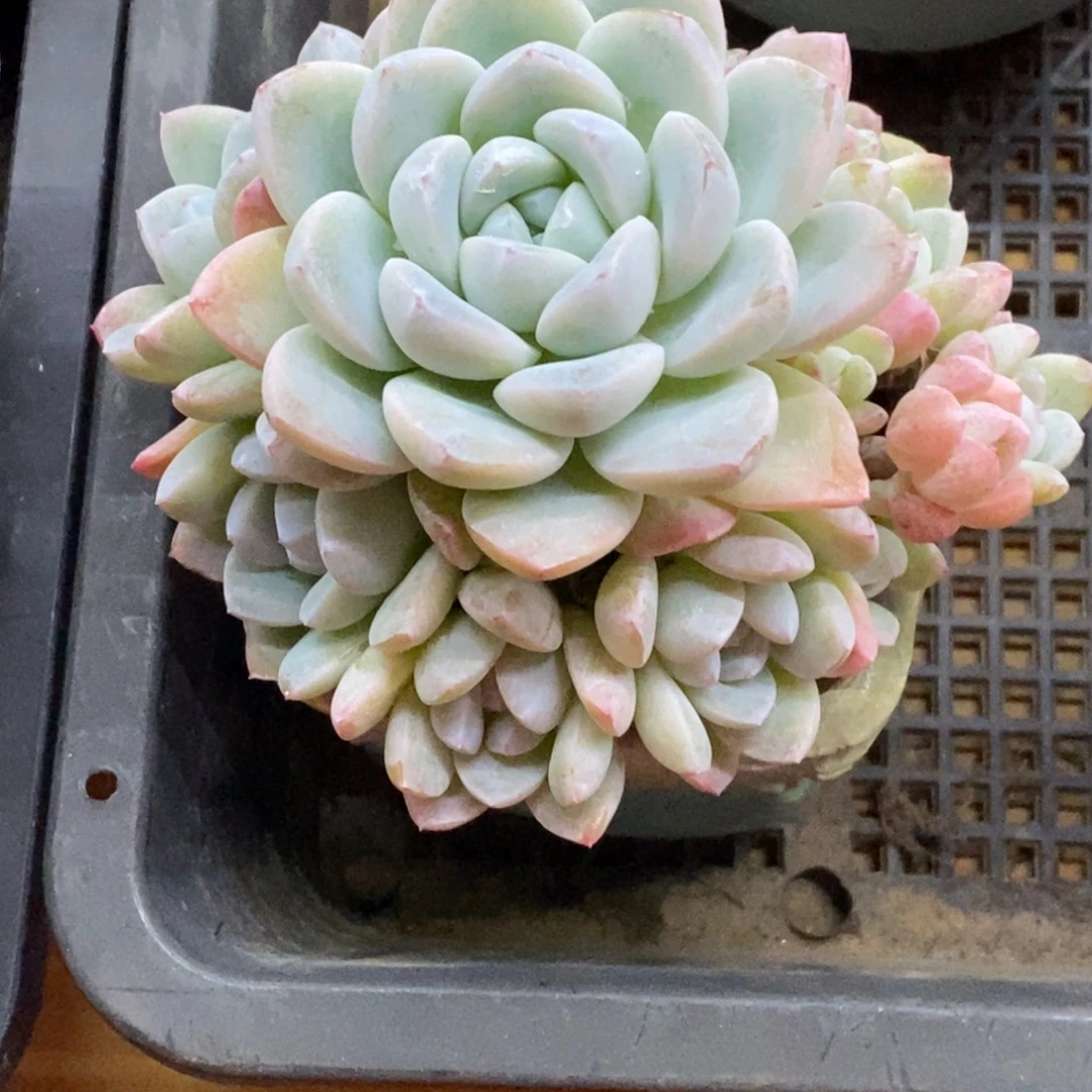 精品多肉一物拍不包整143