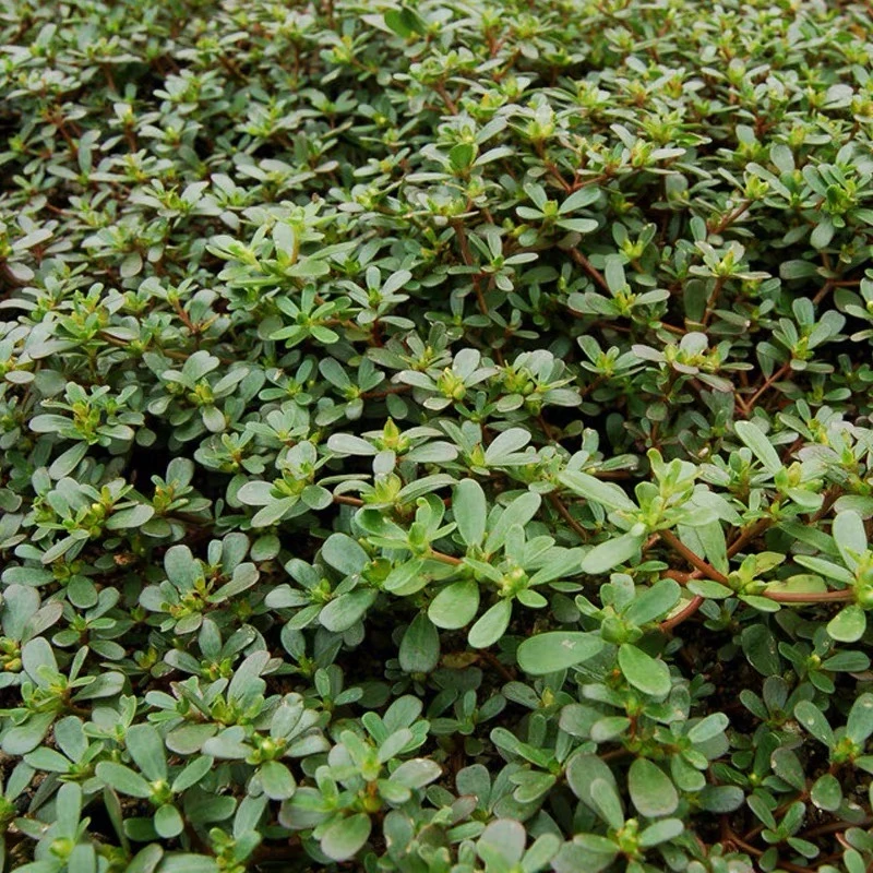 农家马齿苋种子野菜蔬菜蚂蚱菜长寿菜种子盆栽蔬菜种子野菜马齿苋