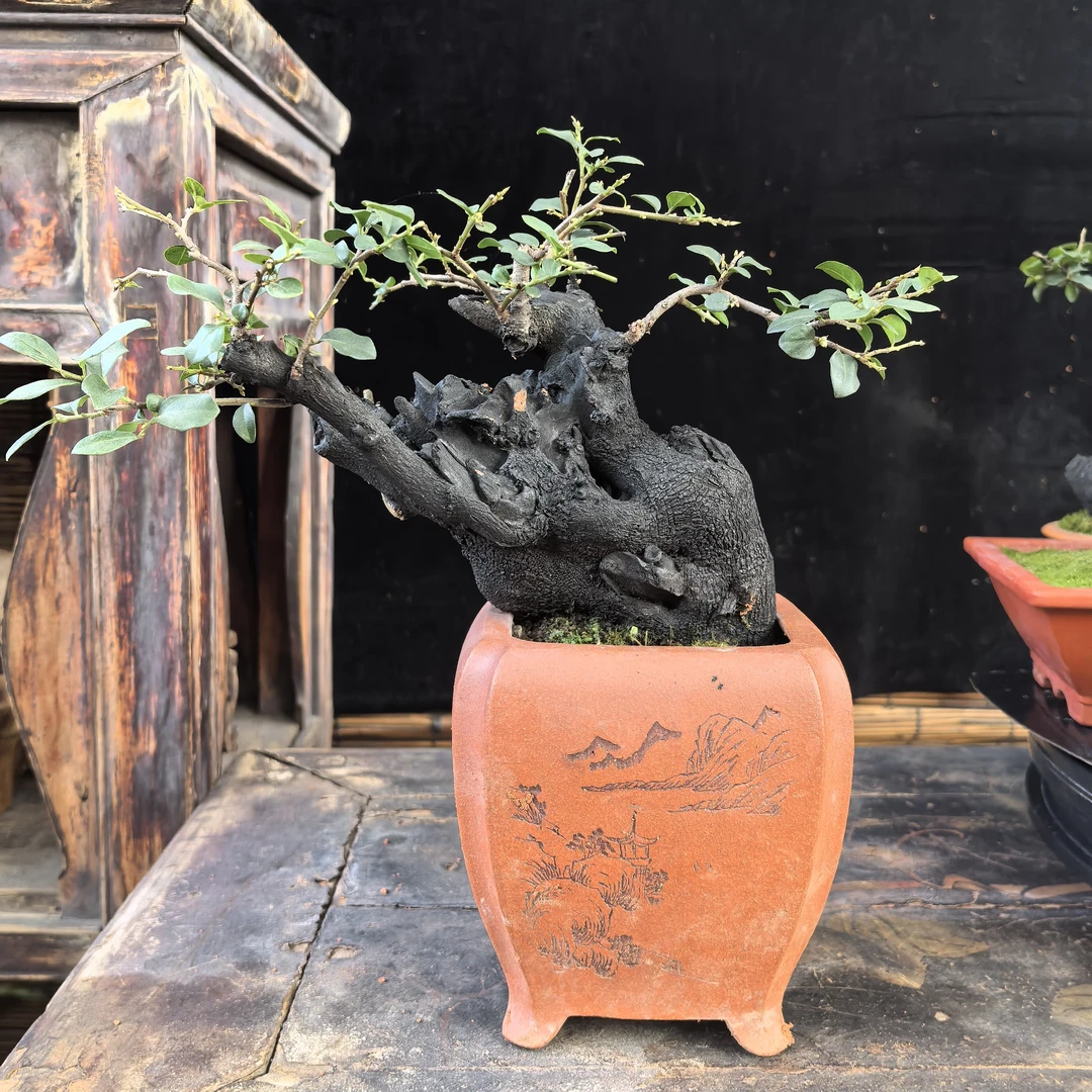 金弹子原生茶台小品