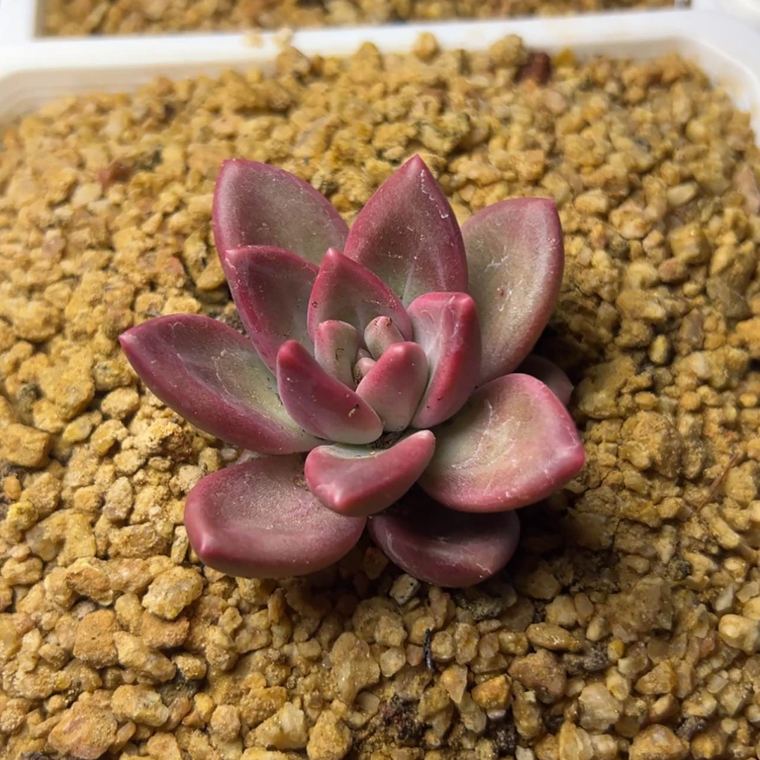 【闪购商品】迷雾泡泡多肉19.8