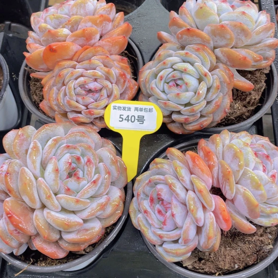 540号老桩母本石榴籽星影飘枝一个