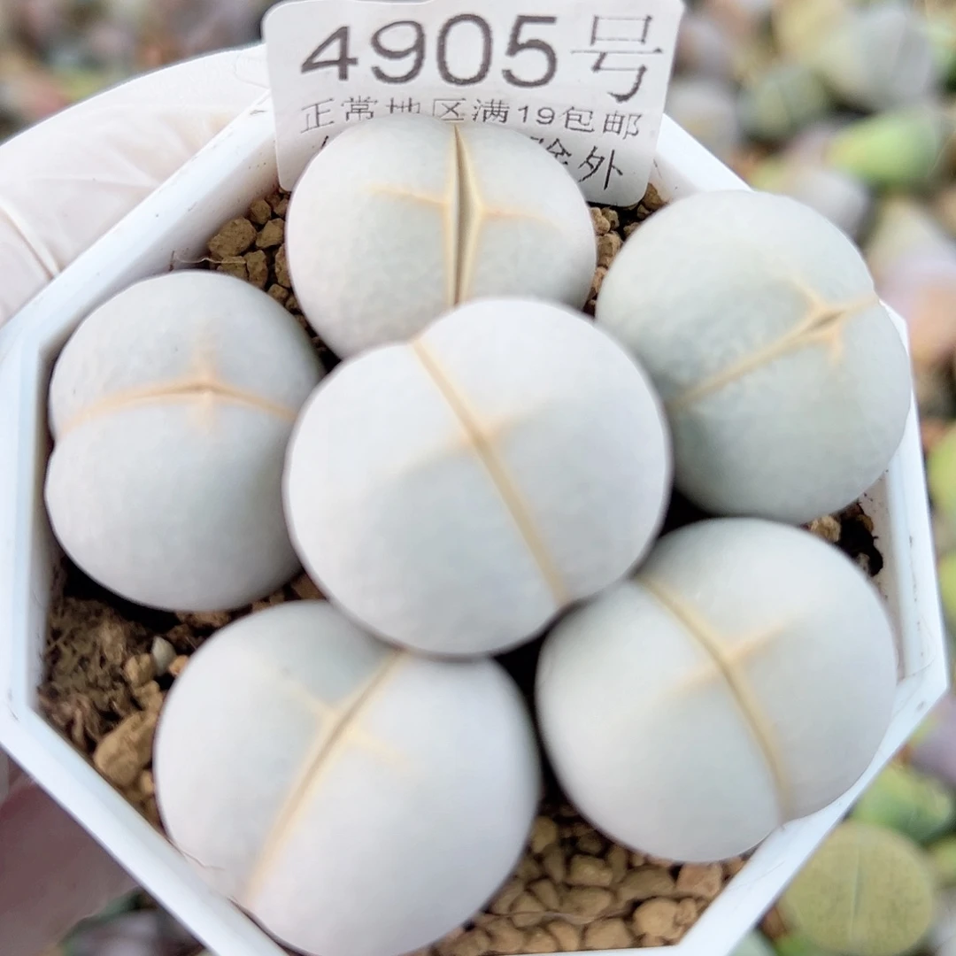 4905 好养易活生石花大母本