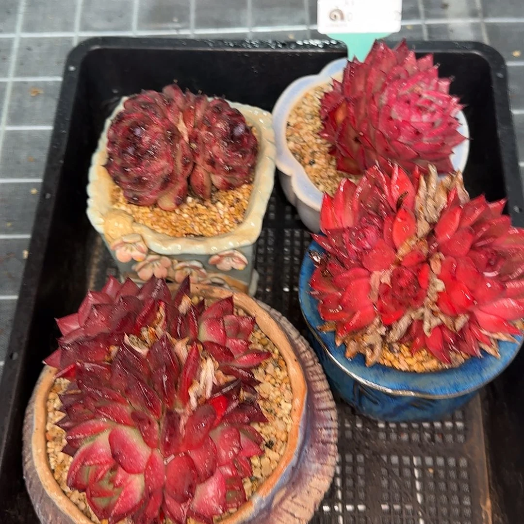 从前慢花园精选0120-112