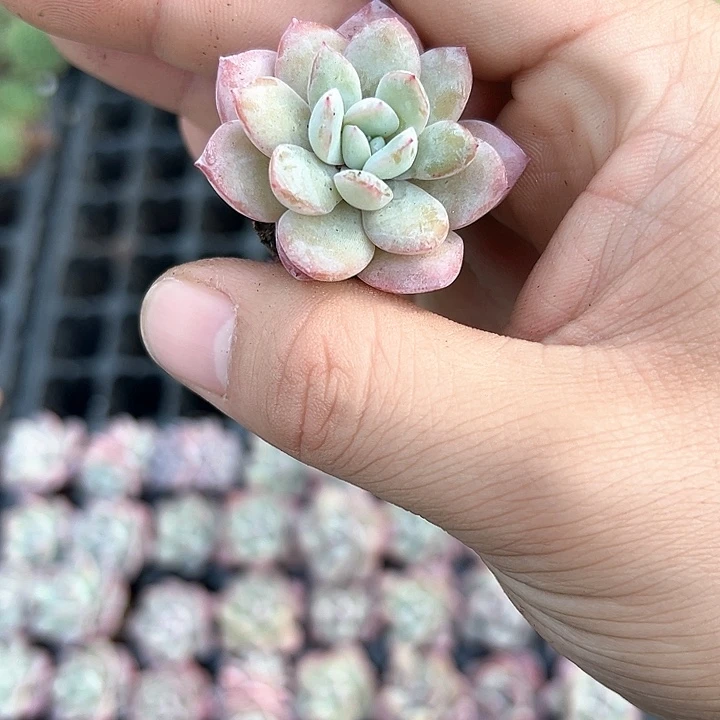 梦幻泡影 满10颗包邮