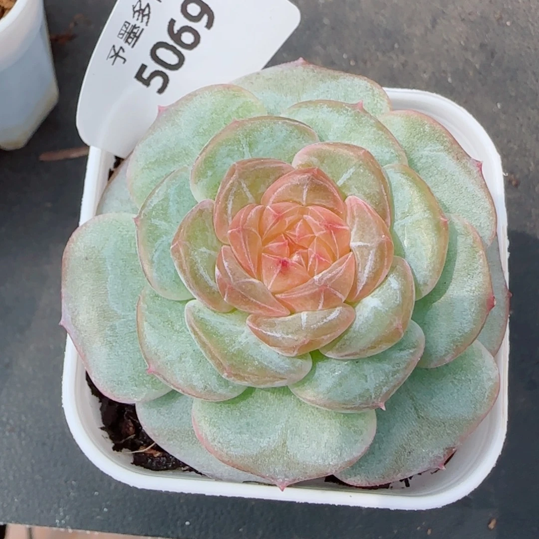 春光里，5069多肉植物