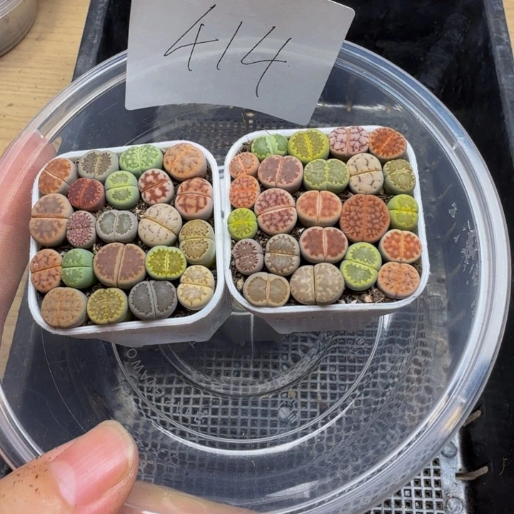 不***话多肉植物的生长发育414