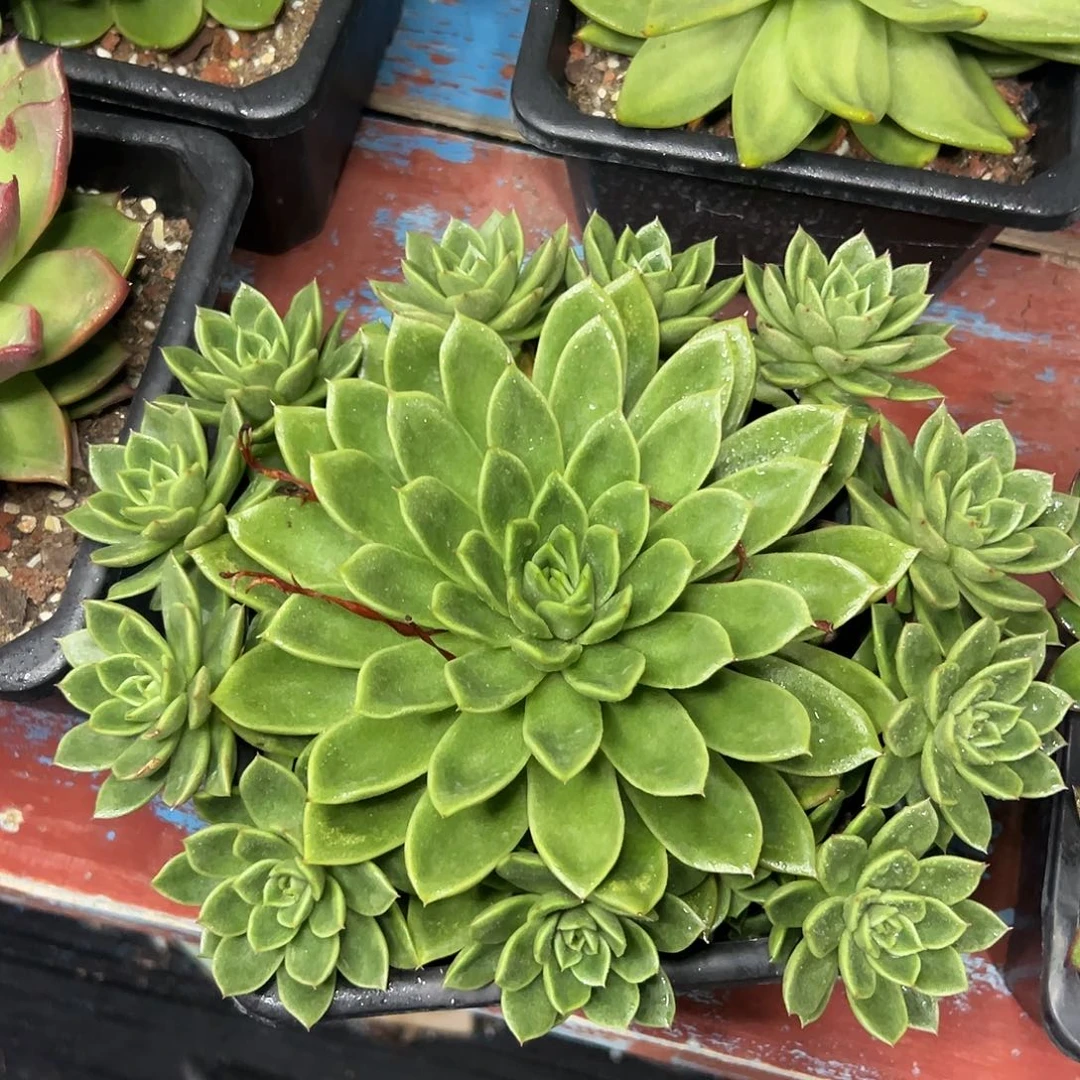 多肉植物一物一拍