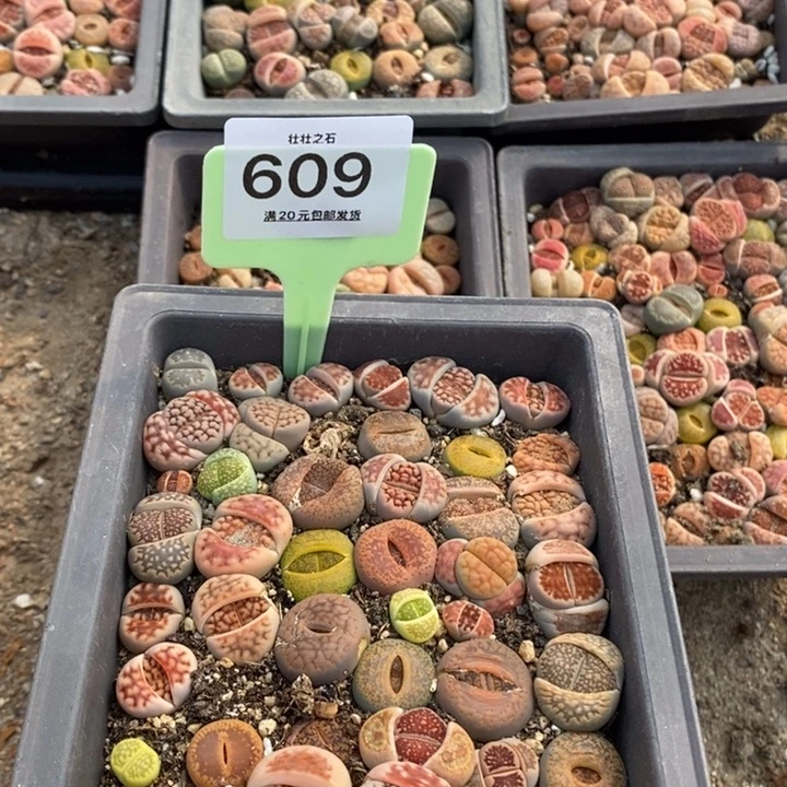 静*寒609生石花小苗长