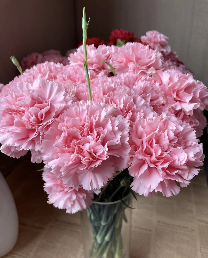 【粉钻康乃馨】云南基地直发高品质鲜花