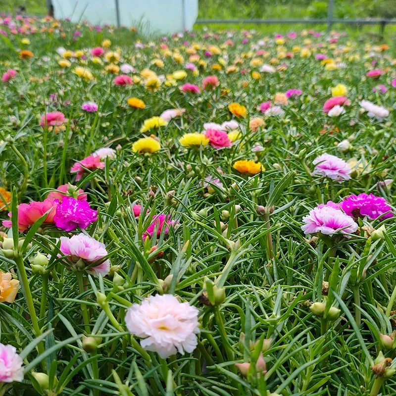 【好养易活】混色重瓣太阳花苗带根花苞盆栽花卉阳台庭院四季开花