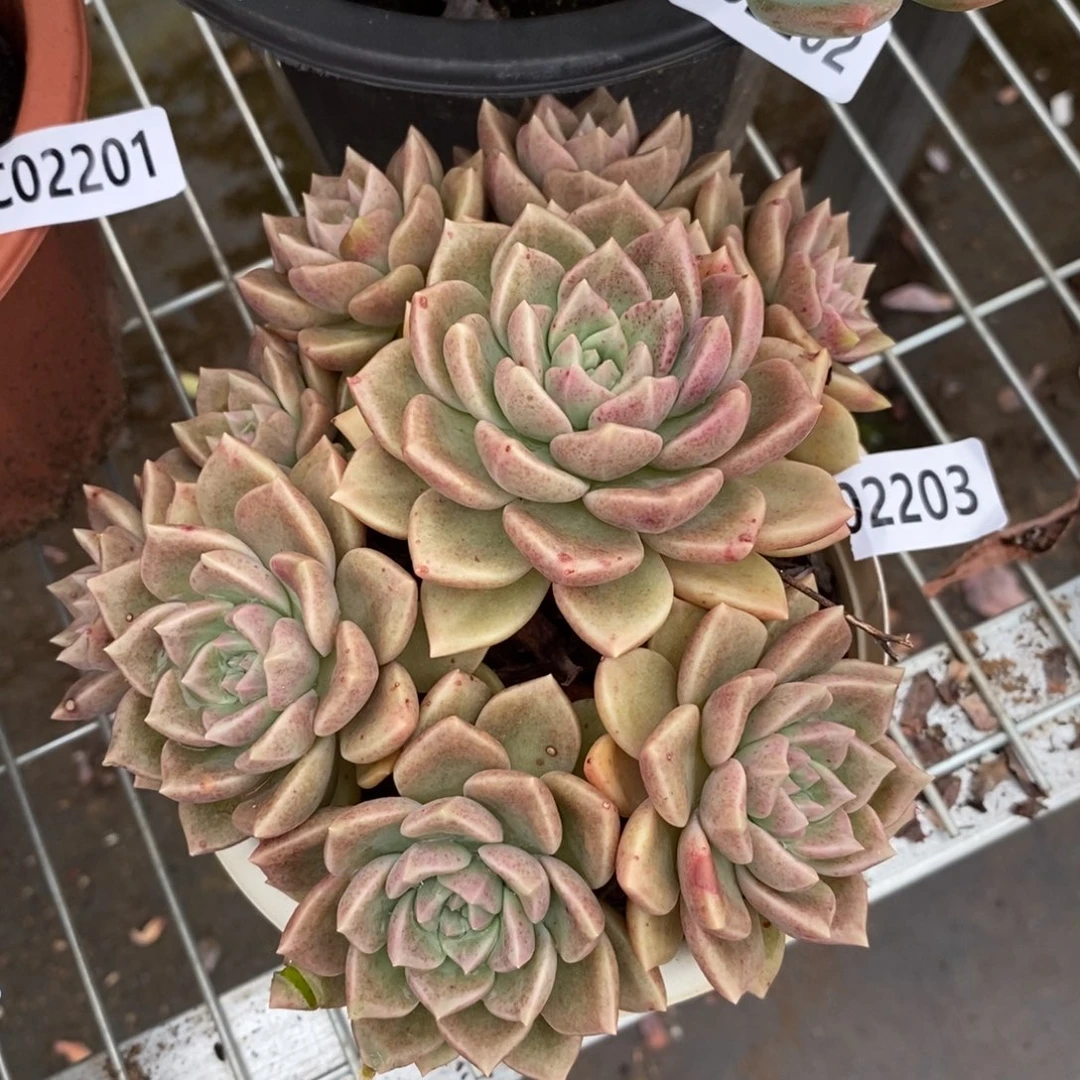 2203油漆桶一物一拍