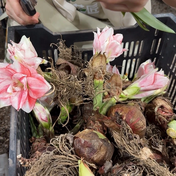 精灵28/30直径7cm红锈病花后