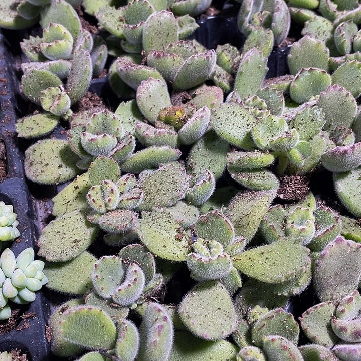 小绿熊1元带土发货