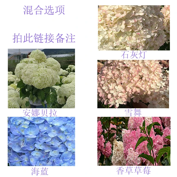 【五年大桩绣球苗】混合选项专拍