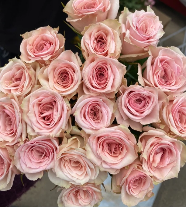 【单粉玫瑰】全场任意两单顺丰冷链包邮，0度以下必拍保温棉！