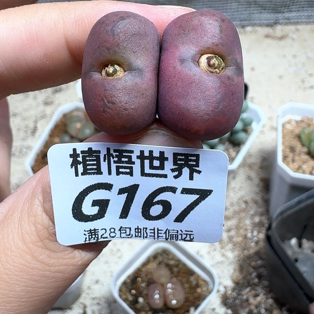 多肉植物的润泽fvnn