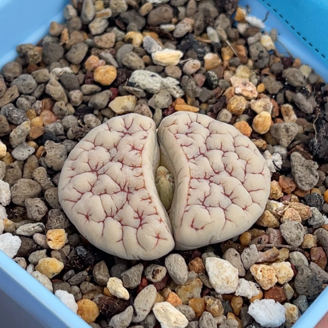 7840凹凸脑纹189一颗