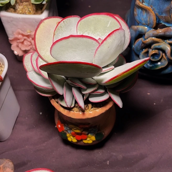 一***糖多肉植物发货白眉